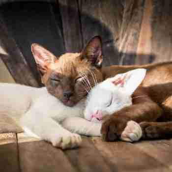 a white cat and brown cat sleeping together in a patch of sunlight