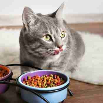 a cat eating kibble