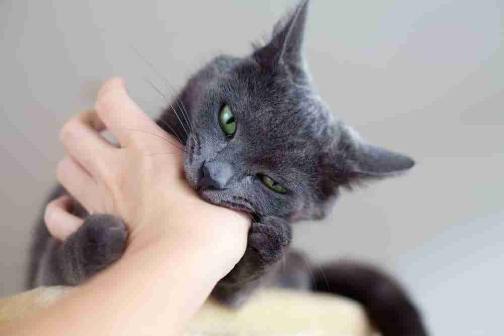 a grey cat with green eyes biting down on a hand