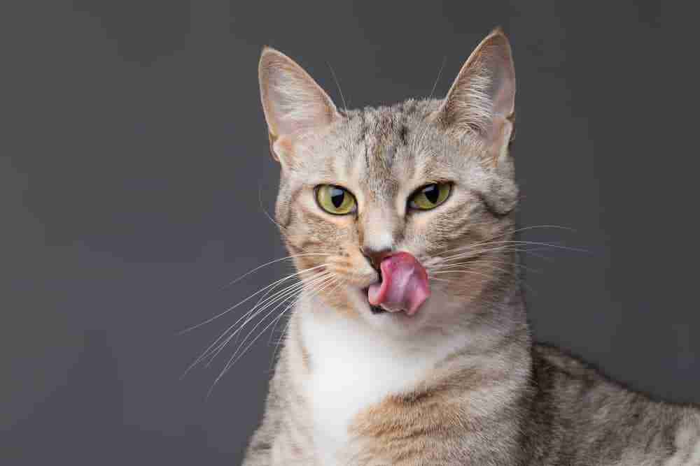 a silver and white cat with green eyes sitting licking lips