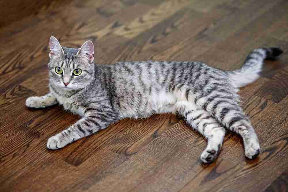 black and grey shorthair tabby cat with green eyes lying on side on wooden laminate flooring. grey tiger tabby. striped tabby cat.