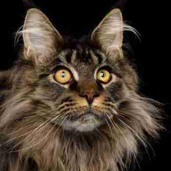 close up portrait of a tabby maine coon with ruff and long whiskers