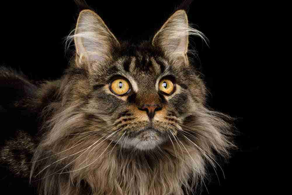 close up portrait of a tabby maine coon with ruff and long whiskers