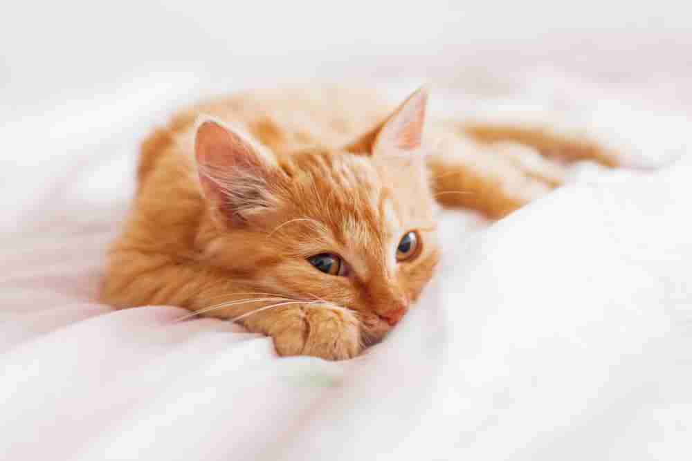 cute orange tabby lying on a bed