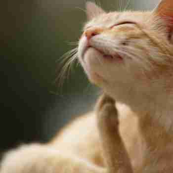 a close up of an orange cat sitting scratching their chin with hind paw