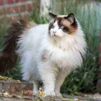 a blue eyed adult fluffy ragdoll cat with white coat on patrol outside