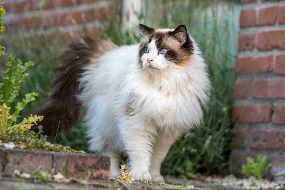 a blue eyed adult fluffy ragdoll cat with white coat on patrol outside