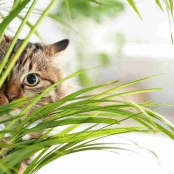 a wide eyed tabby cat peering through a grassy houseplant
