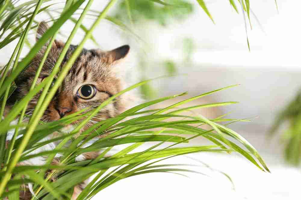 a wide eyed tabby cat peering through a grassy houseplant
