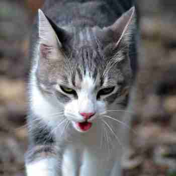 a cat panting whilst walking outdoors