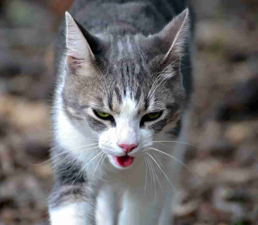 a cat panting whilst walking outdoors