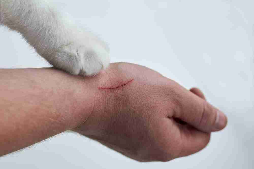 a close up of a hand with a cat scratch and a white cats paw