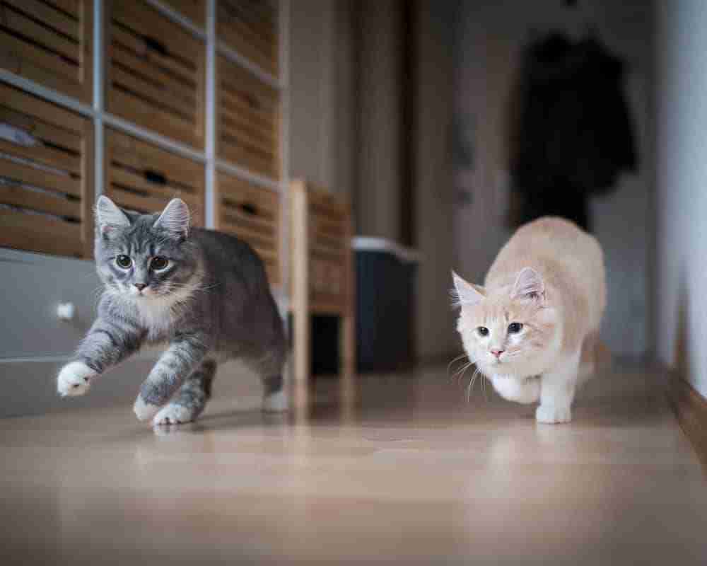 two cats running playfully through a house going hyper