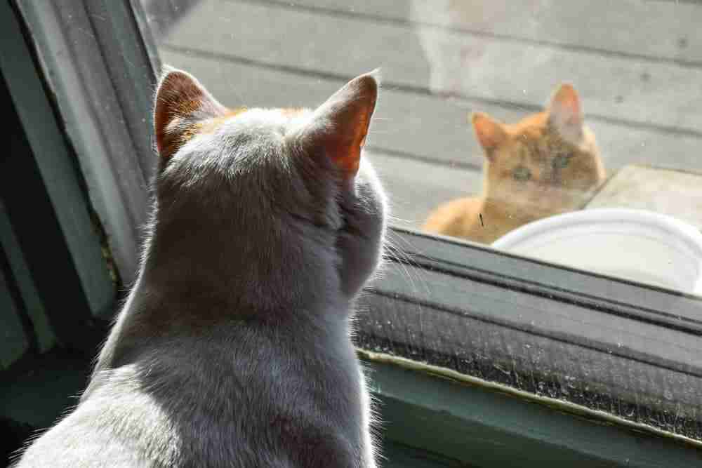 a cat looking out of a window at another cat on their porch