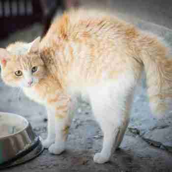 an orange and white cat with arched back and fluffed tail