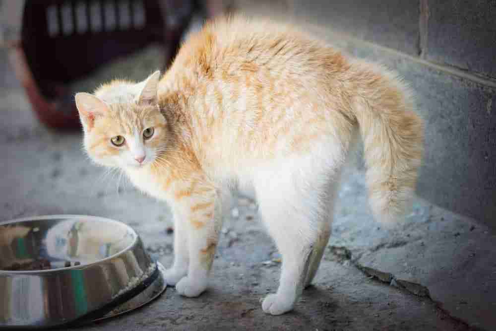 an orange and white cat with arched back and fluffed tail