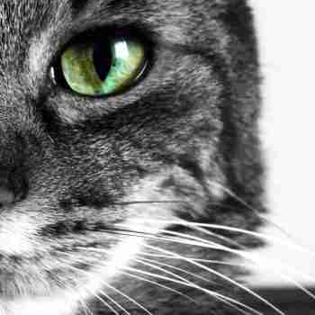 a close up portrait shot of a cats green eye