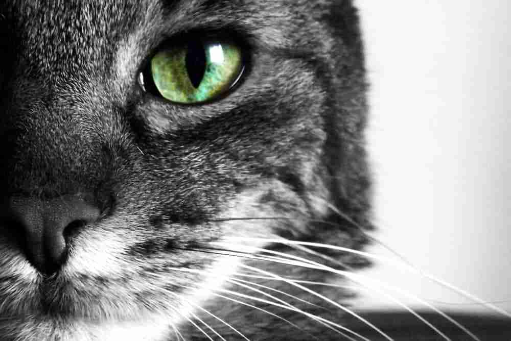 a close up portrait shot of a cats green eye