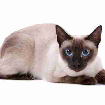 Seal Point Siamese Cat with aqua blue eyes in a crouched sphinx pose looking to camera