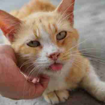 a drooling orange and white tabby cat being tickled under the chin