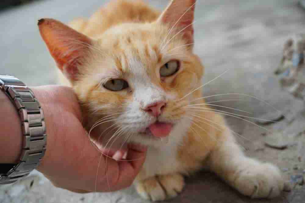a drooling orange and white tabby cat being tickled under the chin. are orange tabby cats more affectionate?