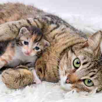 a mother tabby cat lying down on a warm blanket with a kitten