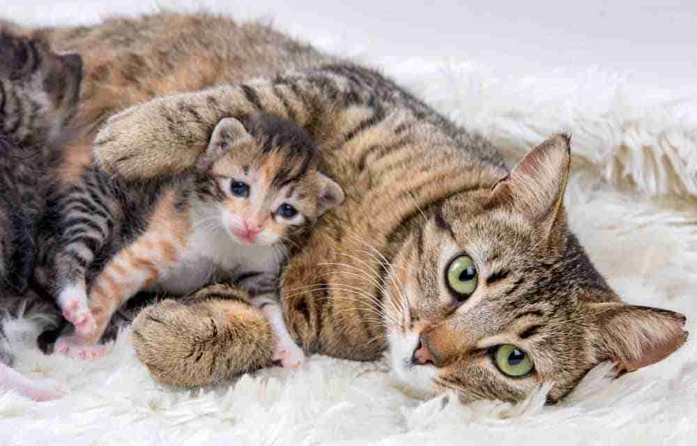 a mother tabby cat lying down on a warm blanket with a kitten