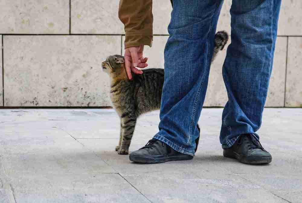 a tabby cat with arched back brushing against a pair of leg and wrapping their tail around legs