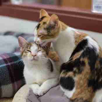 Pair Of Calico Cats Grooming Each Other