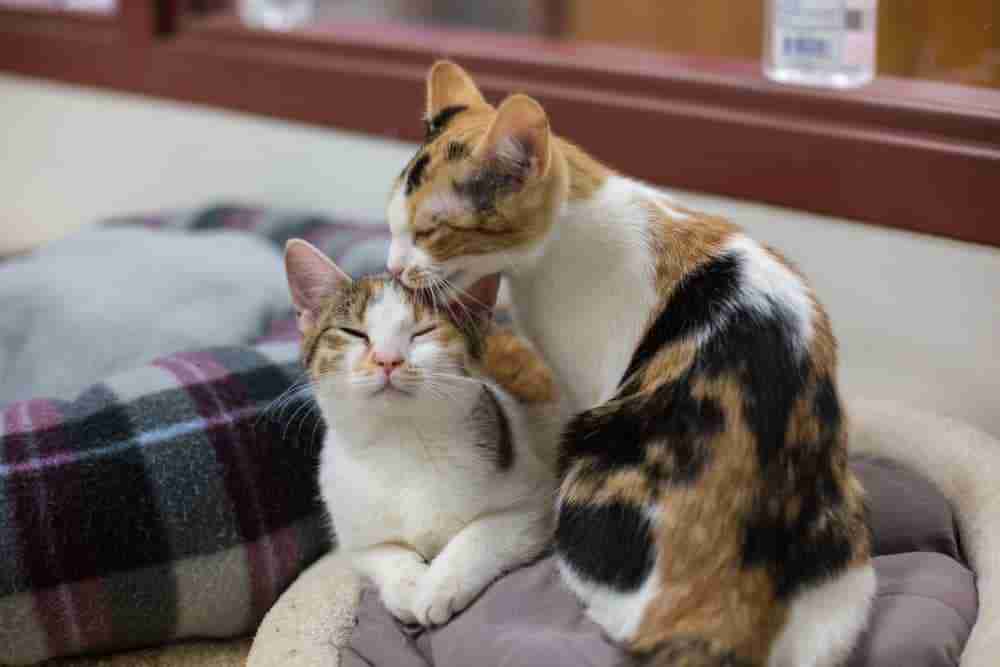 Pair Of Calico Cats Grooming Each Other