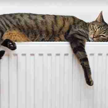 a tabby cat sleeping on a radiator