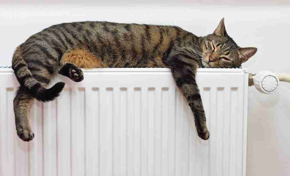 a tabby cat sleeping on a radiator. mackerel tabby cat.