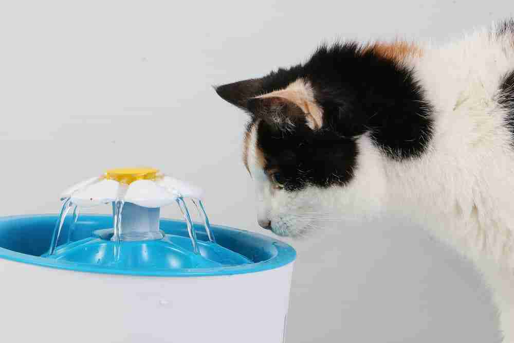 close up profile of a calico cat investigating a cat water fountain