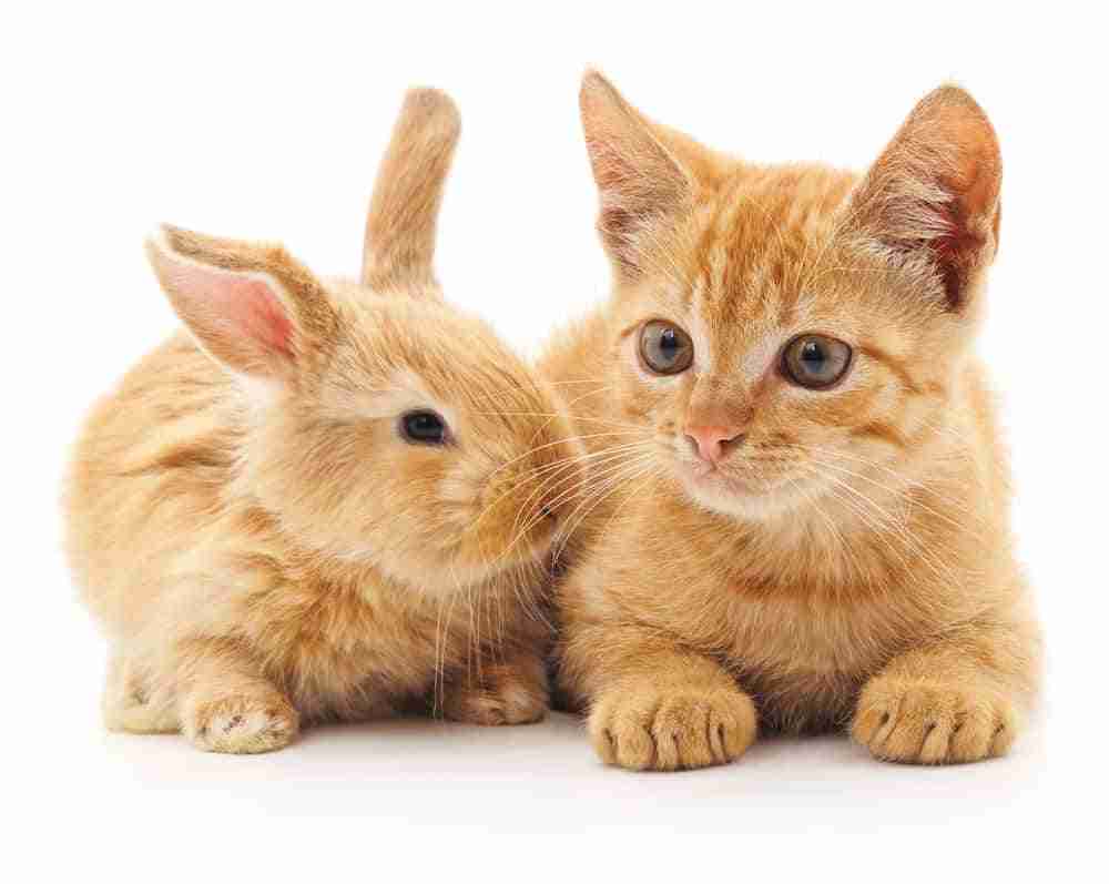 orange kitten and young orange rabbit lying together like friends. friendly orange tabby cat personality.