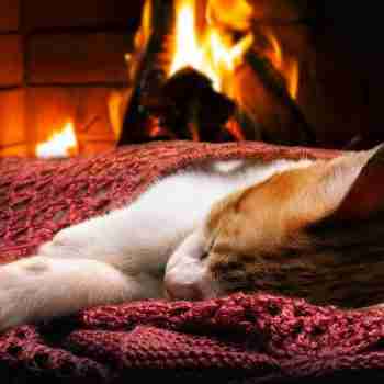 a kitten sleeping comfortably in front of a fire in a fireplace