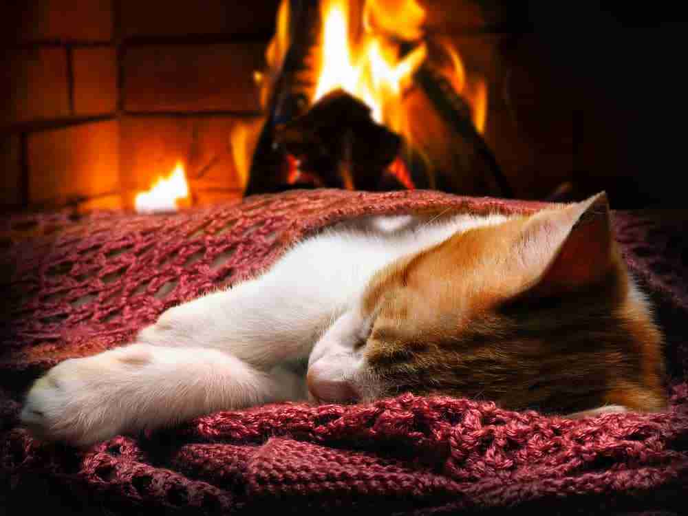 a kitten sleeping comfortably in front of a fire in a fireplace