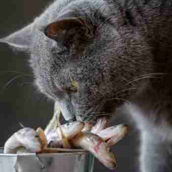 a grey cat investigating a pot of raw fish