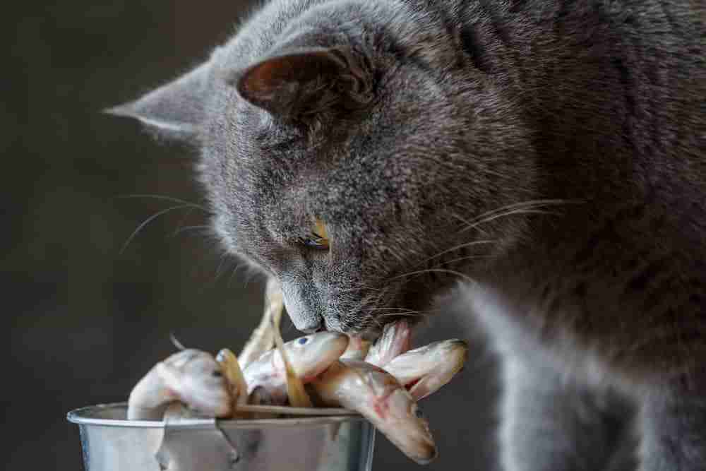 a grey cat investigating a pot of raw fish