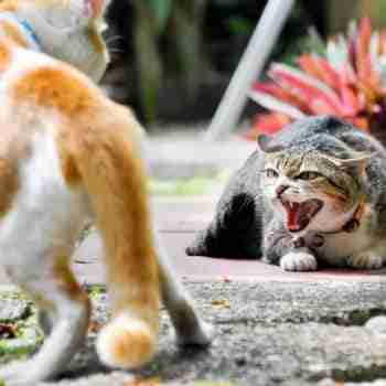 an orange and white cat and a grey cat circling for a fight one hissing the other looking large