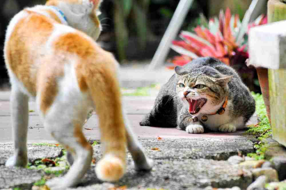 an orange and white cat and a grey cat circling for a fight one hissing the other looking large
