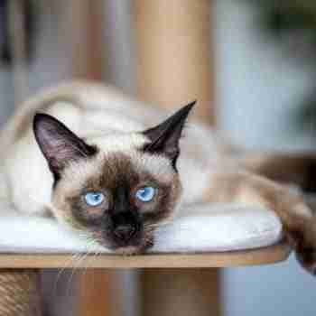 seal point siamese cat with blue eyes lounging on cat tree