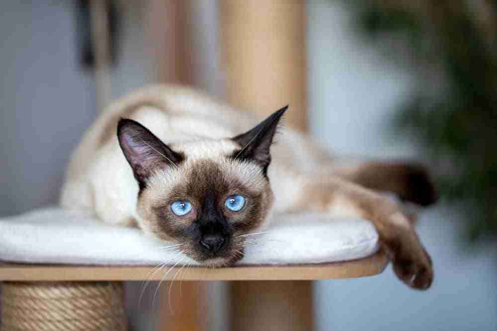 seal point siamese cat with blue eyes lounging on cat tree