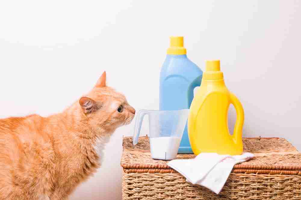 a ginger cat sniffing at a bottle of detergent