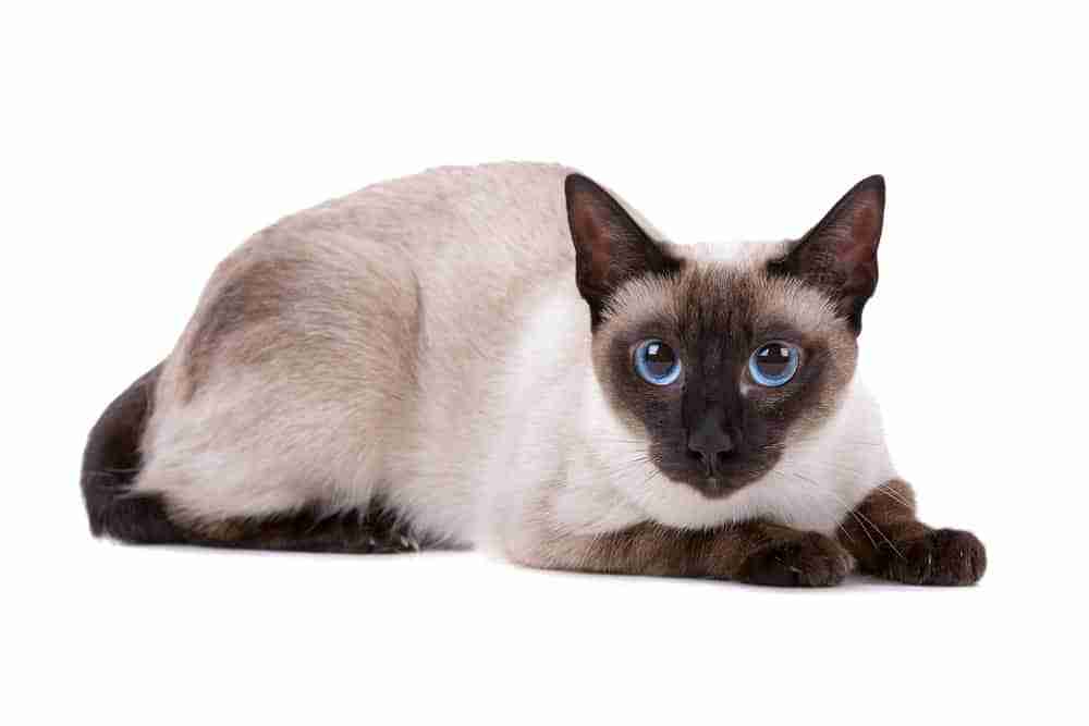 a seal point siamese cat with blue eyes lying on chest on white background