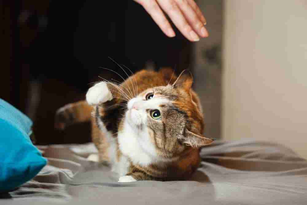 cat crouching with paw raised about to attack an incoming hand