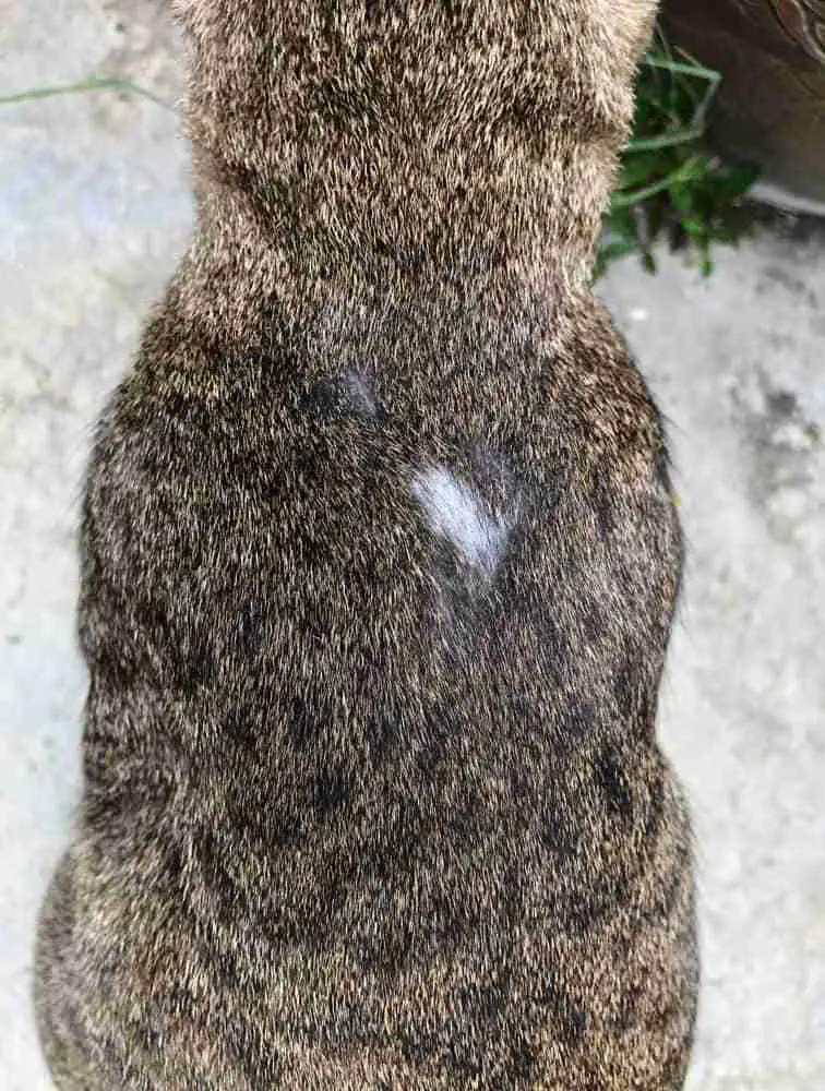 a tabby cat with a spot of missing fur on back possibly due to an allergy