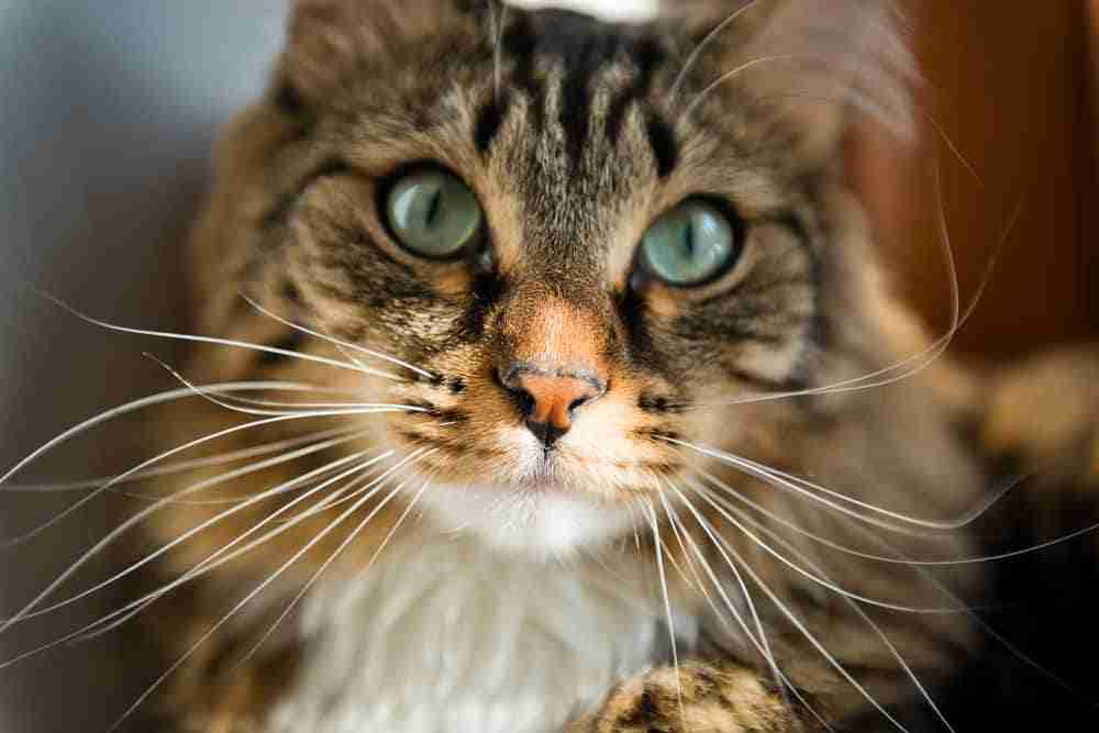 close up of the face of a tabby maine coon with long whiskers