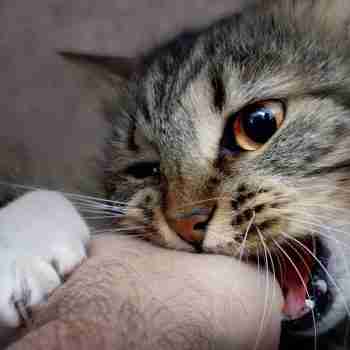 close up of a tabby cat aggressively gnawing at owners hand
