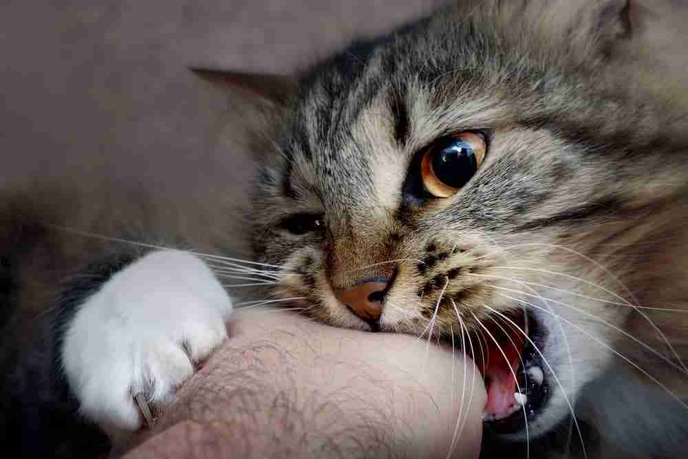 close up of a tabby cat aggressively gnawing at owners hand