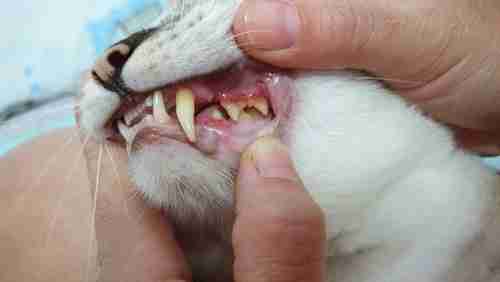 close up of a vet inspecting a cats teeth and gums